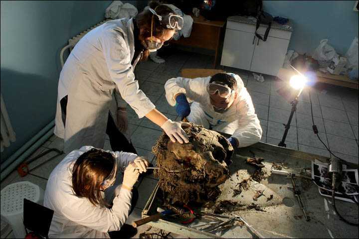 Ученым удалось раскрыть секреты мозга мамонта, спустя 39 000 лет