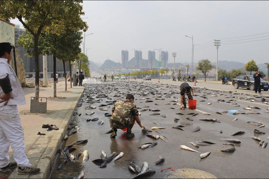 Într-un oraș din China a plouat cu pești