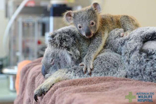 Fotografia care a făcut înconjurul lumii: un ursuleţ koala a refuzat să se despară de mama lui