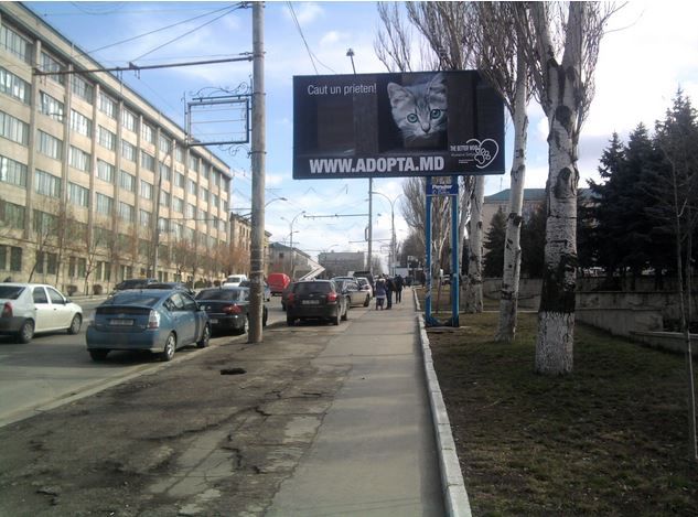 В городе появились щиты, призывающие людей помочь животным найти дом