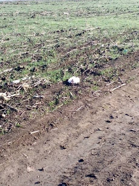 Bărbat din Soroca, împușcat mortal și abandonat pe un câmp