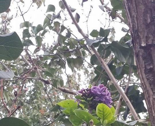 В Молдове повторно зацвела сирень