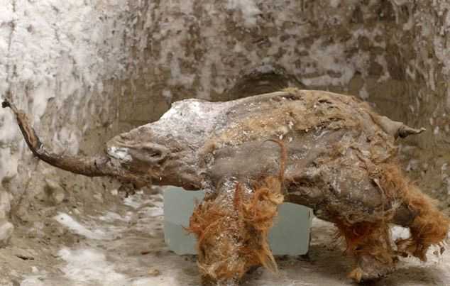 Ученым удалось раскрыть секреты мозга мамонта, спустя 39 000 лет