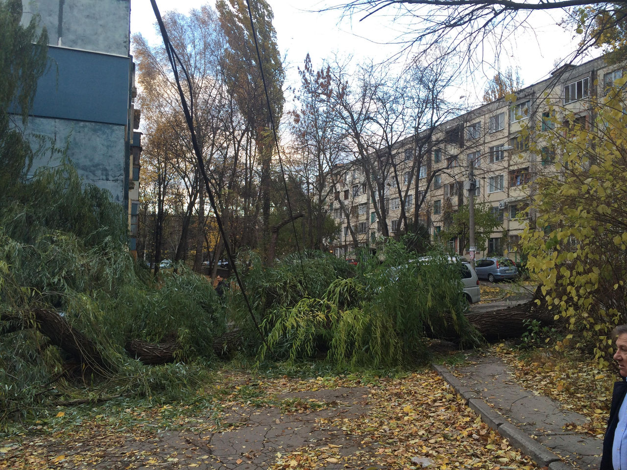 Ветер в Кишиневе ломает деревья и мнет машины