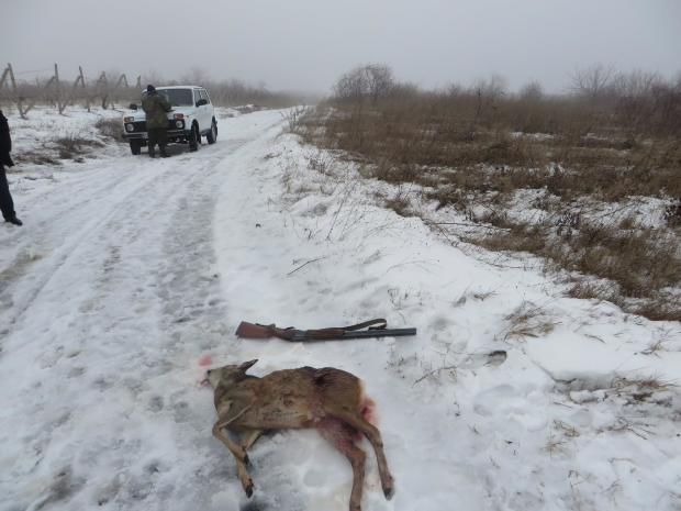 Braconierii moldoveni au mai omorât o căprioară, la Cimișlia