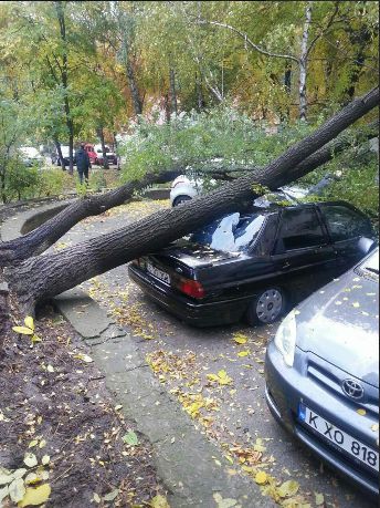 Рухнувшее дерево повредило четыре автомобиля в столице