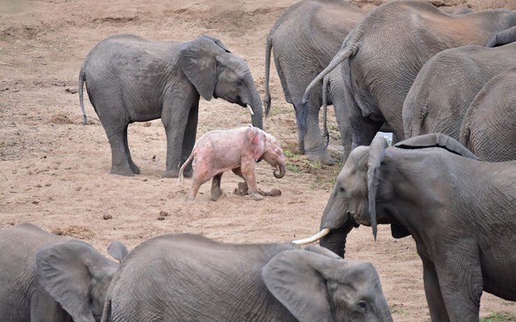 Un pui de elefant neobișnuit a fost surprins de un turist