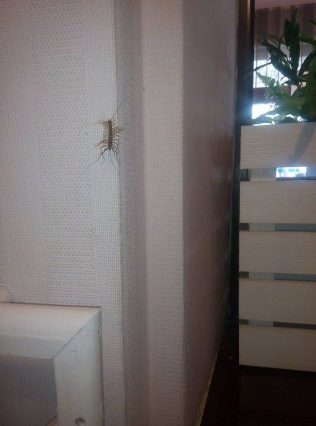 O insecta cu 15 perechi de picioare, surprinsa intr-o cafenea din capitala