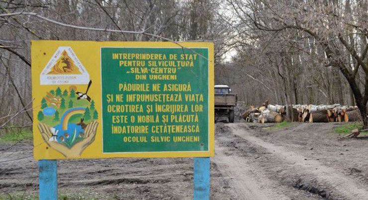 Într-o întreprindere silvică din Ungheni se fură ca-n codru
