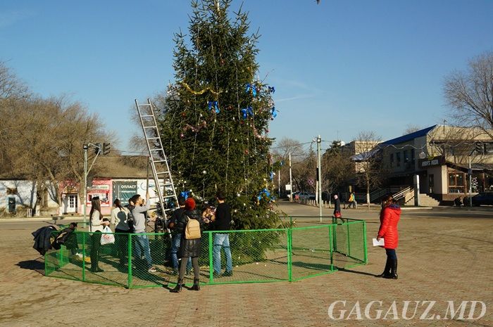 Представители Молодёжного совета украсили новогоднюю ель в Чадыр-Лунге