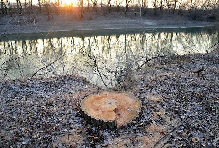Într-o întreprindere silvică din Ungheni se fură ca-n codru