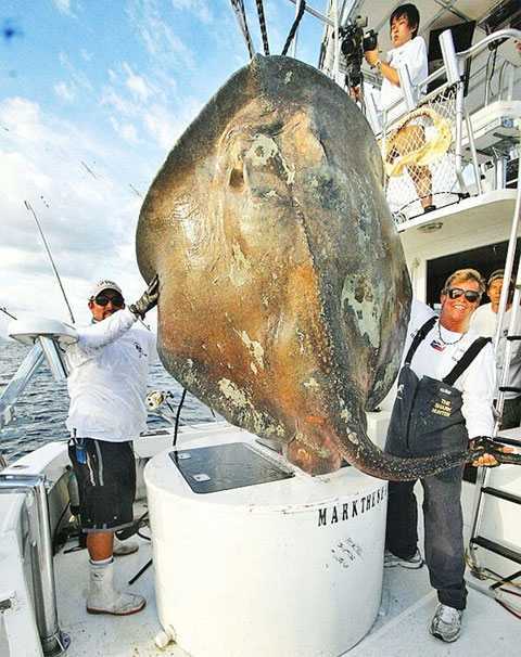 Рыбак вытащил из морских глубин заросшего ракушками динозавра