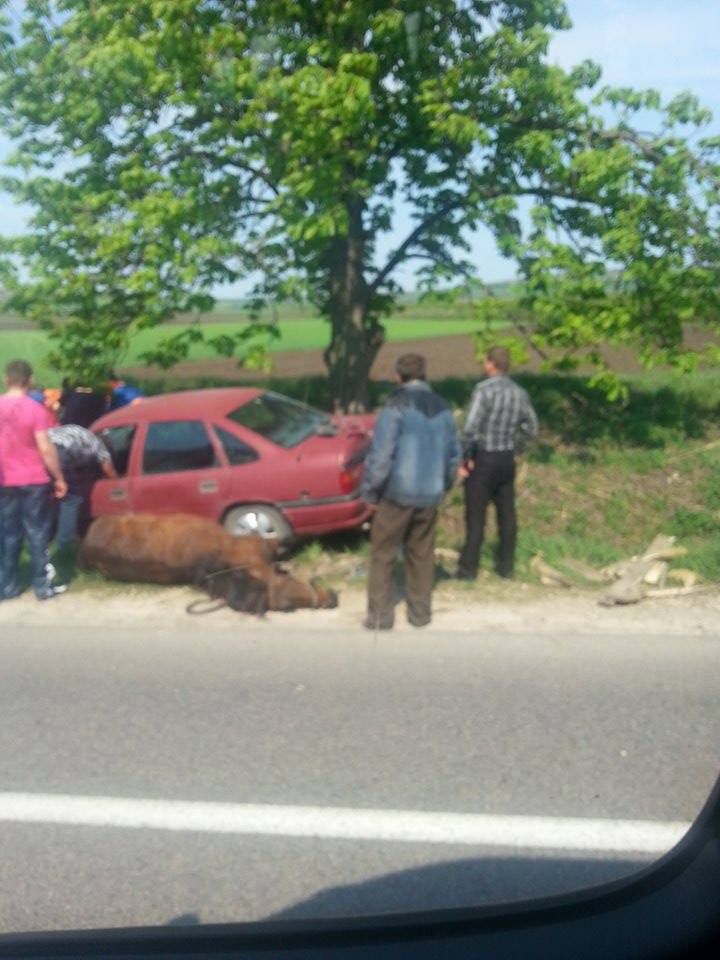 Автомобиль врезался в телегу в Оргеевском районе
