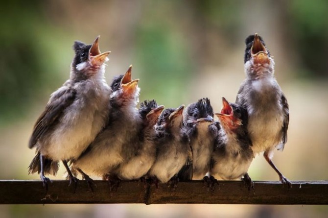 Лучшие фотографии National Geographic за июль