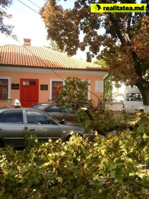 В Кишиневе на едущее такси обрушилось дерево