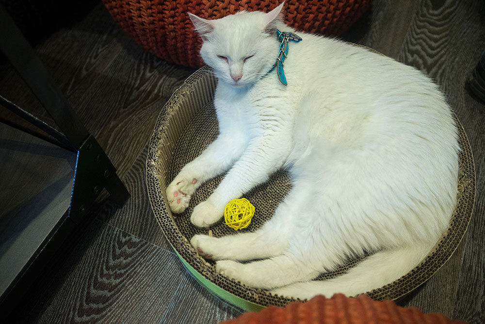 В Москве открылось первое японское котокафе