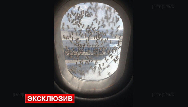 Самолет во Внукове перед вылетом в Петербург атаковали тысячи пчел
