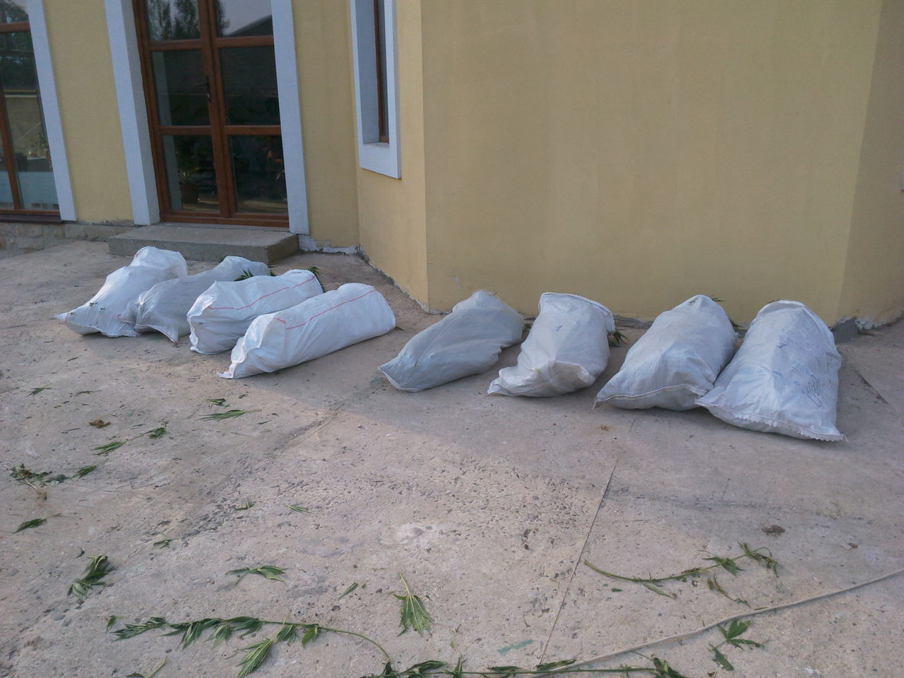 Cânepă confiscată din curtea unui gospodar din Ungheni