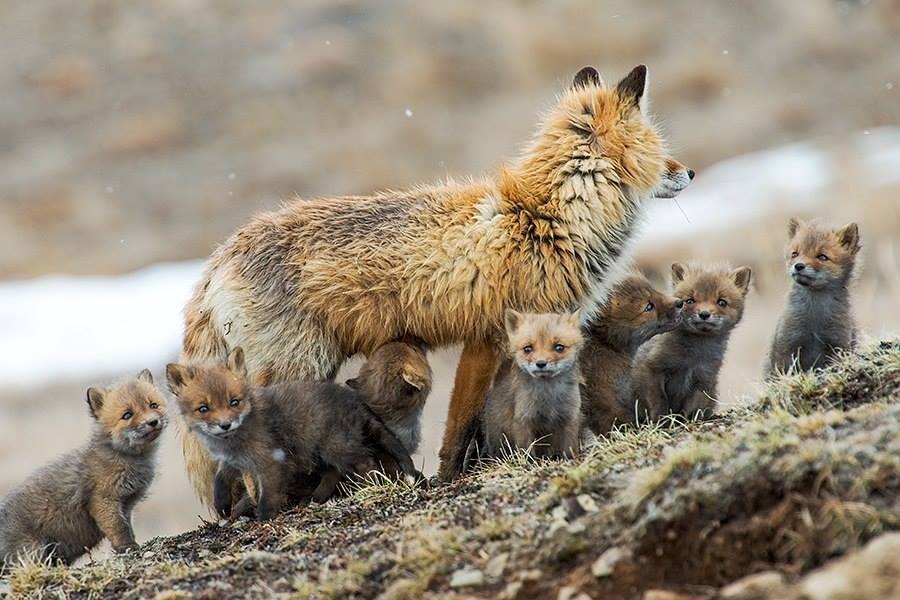 25 чертовски милых снимков лис от горного инженера с Чукотки