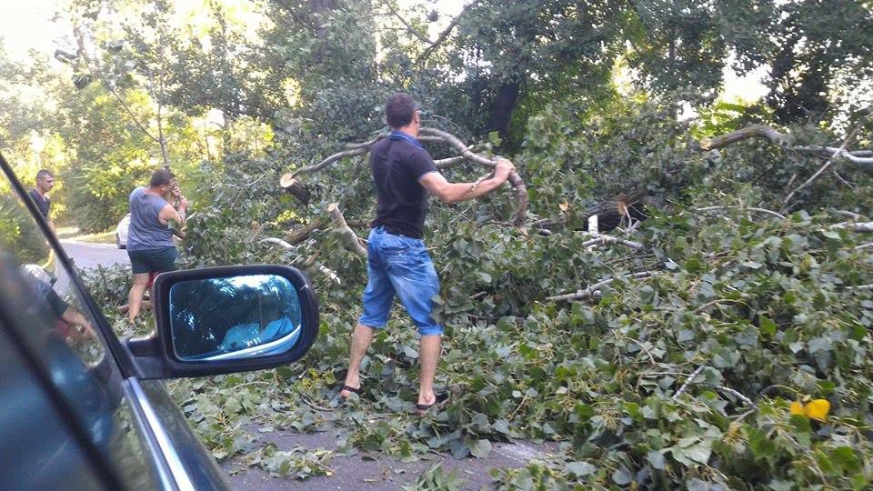 Circulație blocată pe strada Muncești: Un copac căzut la pământ a paralizat traficul
