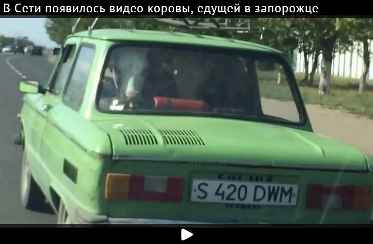 Видео коровы, едущей в запорожце, покорило пользователей Сети