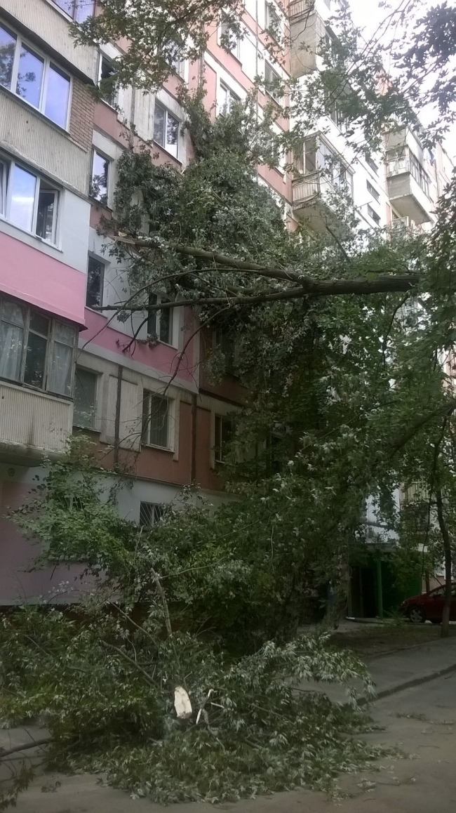 Из-за сильного ветра в Кишиневе рухнуло дерево на жилой дом