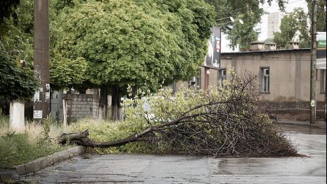 Consecinţele vântului puternic în Capitală: Circa 15 copaci doborâţi şi mai multe crengi rupte