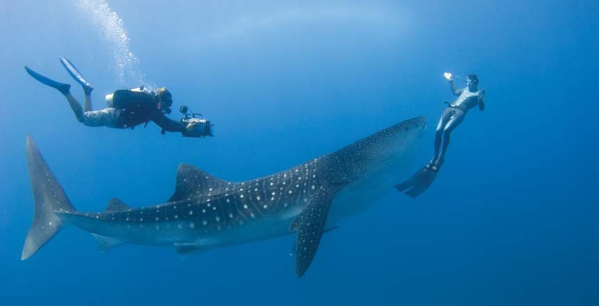 Топ лучших мест для дайвинга с акулами