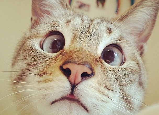 Топ самых популярных животных в Instagram
