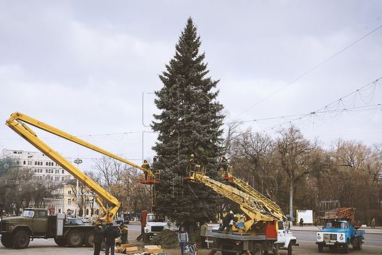 Рождественскую ель установили в центре столицы