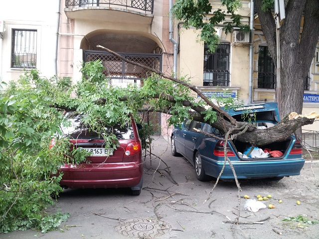 В центре Одессы огромная ветка упала на два автомобиля и травмировала женщину