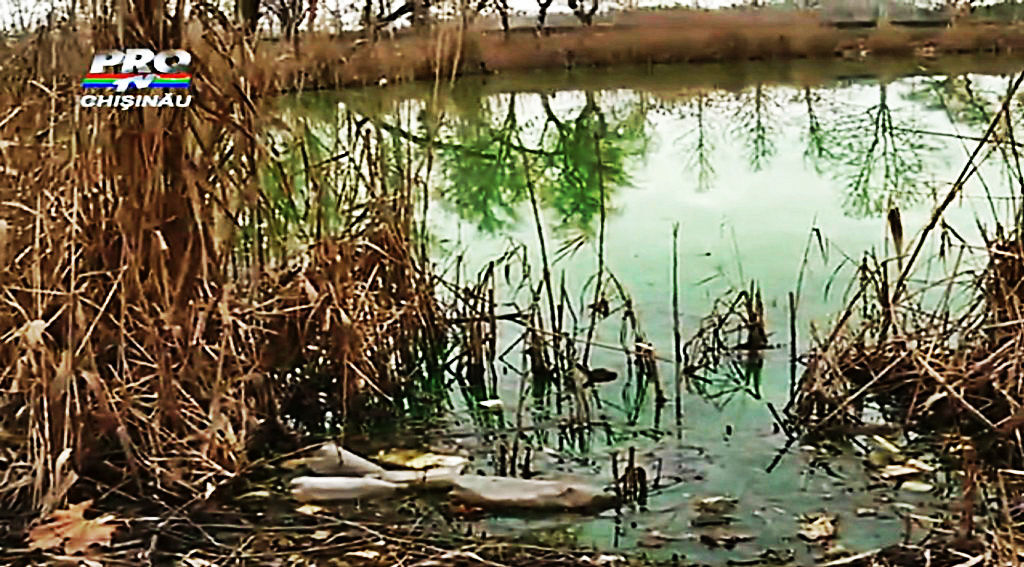 Apa unui lac din Chişinău s-a făcut verde, cu aburi şi miros neplăcut