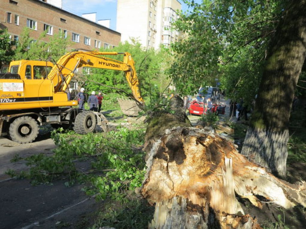 В Киеве упавший тополь убил 5-летнего малыша в день рождения его мамы