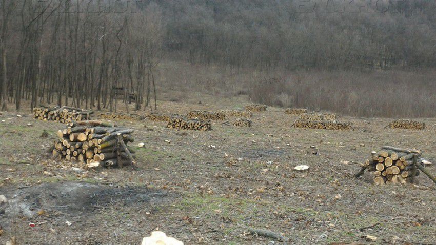 В Вадул-луй-Водэ идет незаконная вырубка леса