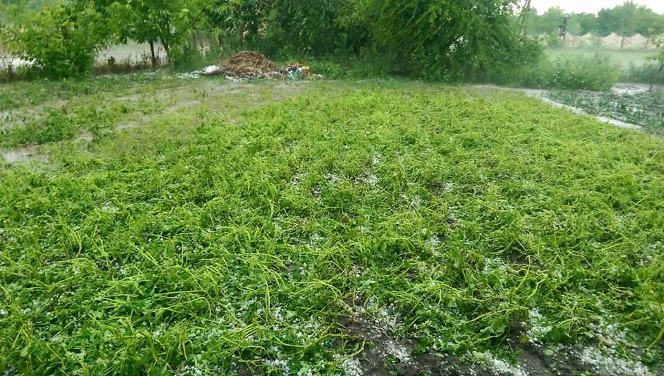 A plouat cu bucăți de gheață în sudul țării. Mai multe culturi agricole, distruse