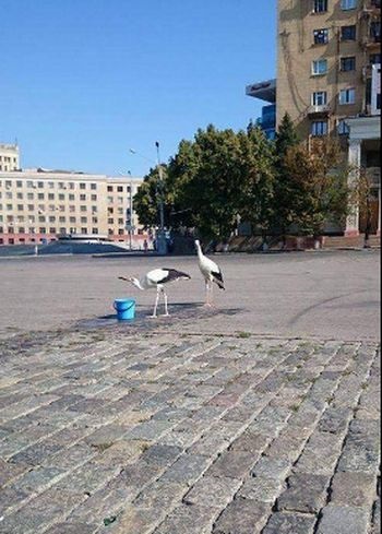 По центру Харькова разгуливают аисты