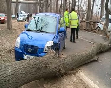 В Кишиневе дерево упало на автомобиль