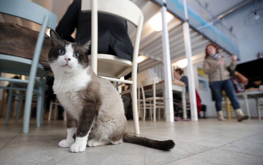 В Италии можно выпить кофе вместе с кошками