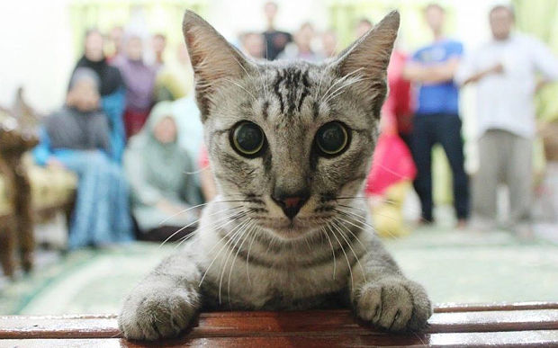 Кот устроил идеальную «фотобомбу» на семейном снимке