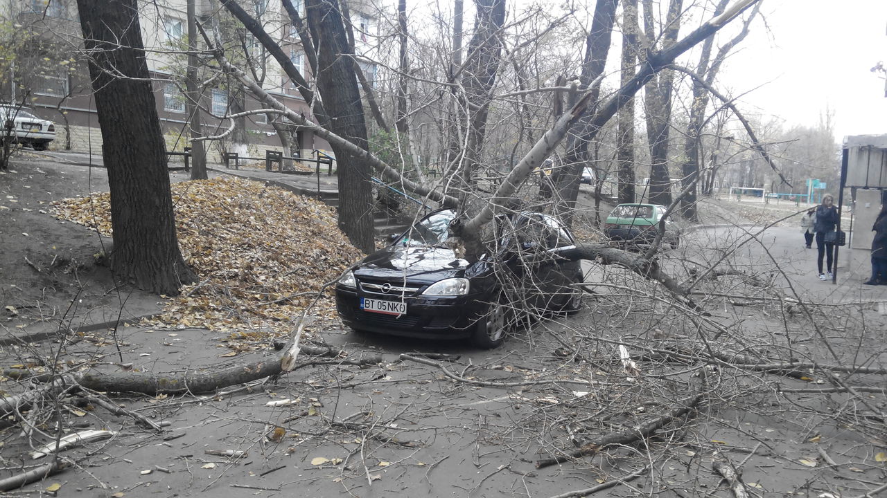 В Кишиневе сильный ветер повалил десятки деревьев