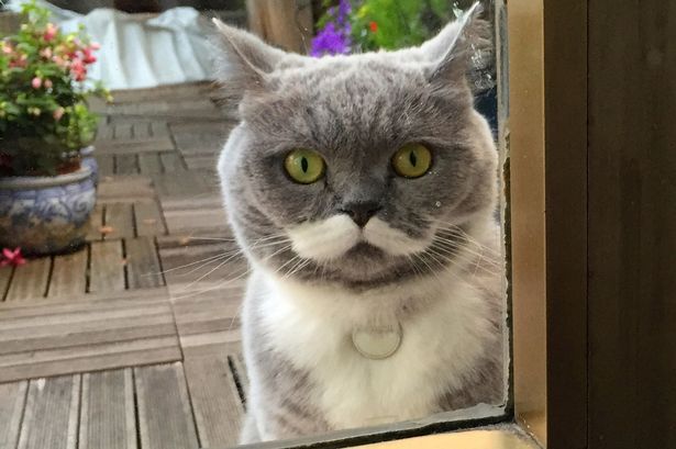 Кошка с необычными усами пленила инстаграм