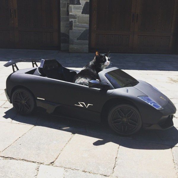 Un DJ canadian i-a dăruit motanului său un automobil marca Lamborghini
