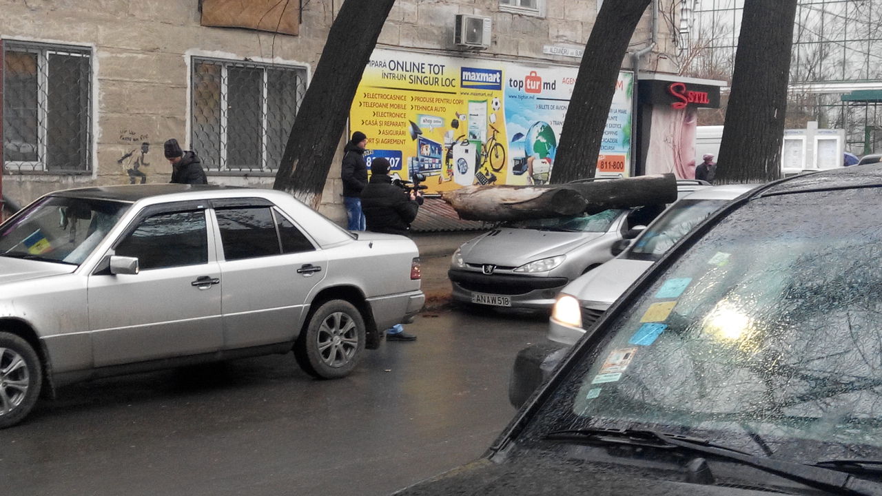 В Кишиневе на машину упало дерево