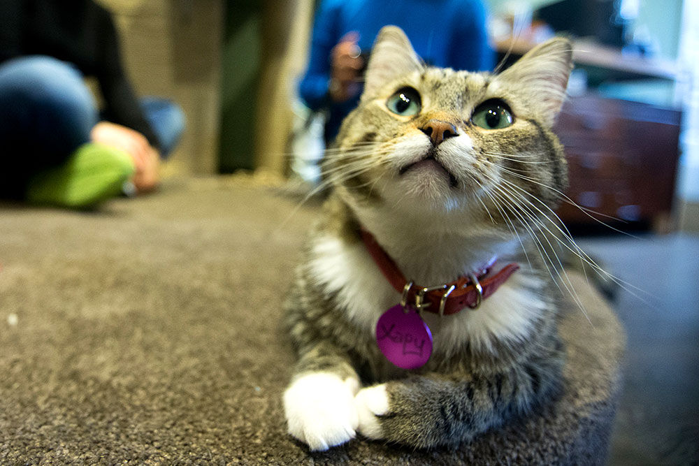 В Москве открылось первое японское котокафе