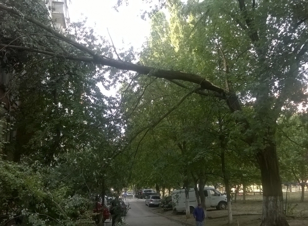 Из-за сильного ветра в Кишиневе рухнуло дерево на жилой дом
