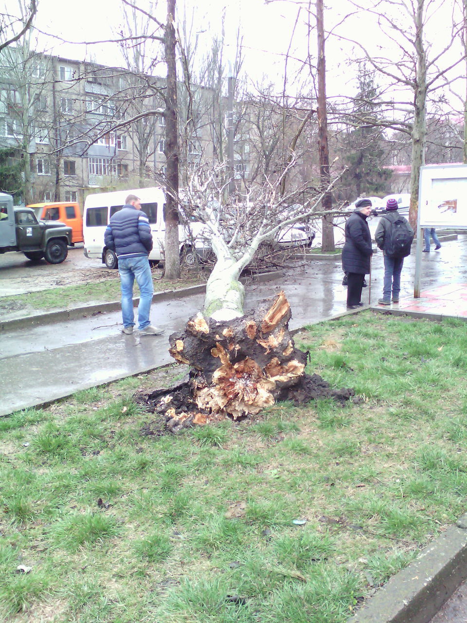 Несколько деревьев в Кишиневе повалено ветром
