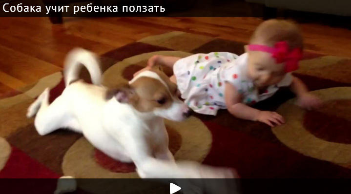 Видео, где собака учит ребенка ползать, стало хитом в Интернете