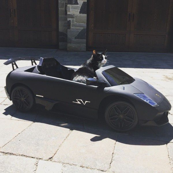 Диджей купил Lamborghini для своего кота