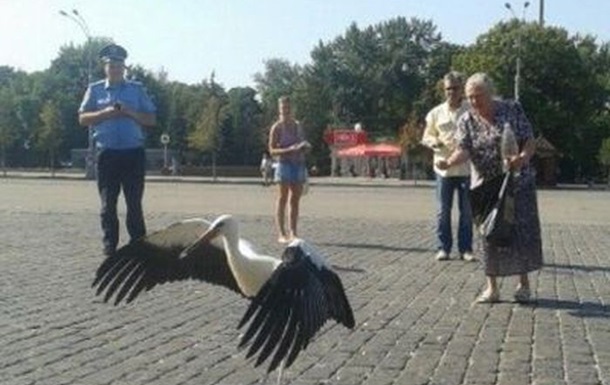 По центру Харькова разгуливают аисты