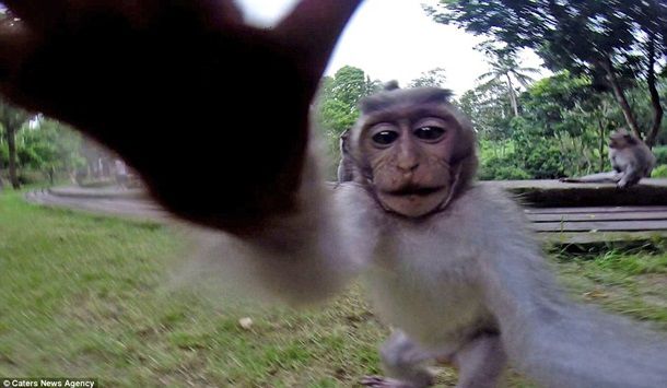 На Бали макака сделала селфи на камеру GoPro